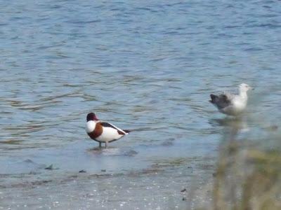Un tarro blanco en Llodero