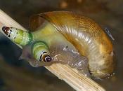 parásitos convierten huéspedes zombis