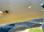 Miércoles mudo #146: parque patos