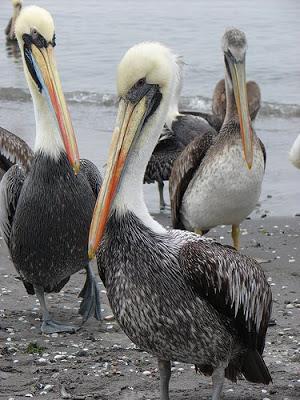 ¿Conocías los Esteros?