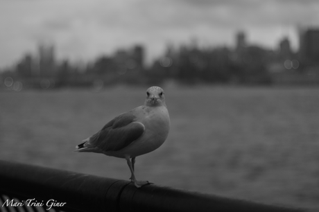 New York, 2014. Photography Mari Trini Giner