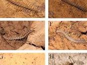 Nuevas especies diplópodos cuevas China