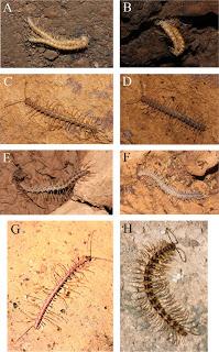 Nuevas especies de diplópodos en cuevas de China