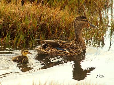 PROBANDO, PROBANDO...