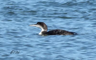 PROBANDO, PROBANDO...