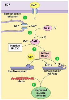 El sistema muscular I
