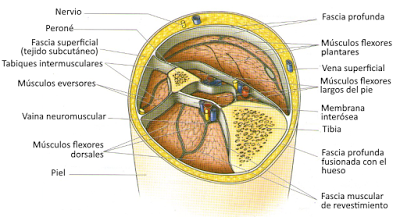 El sistema muscular I