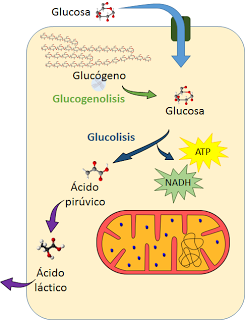 El sistema muscular I El sistema muscular I
