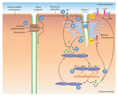 El sistema muscular I