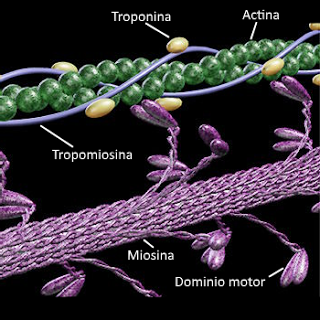 El sistema muscular I