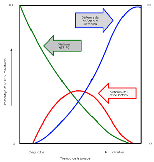 El sistema muscular I