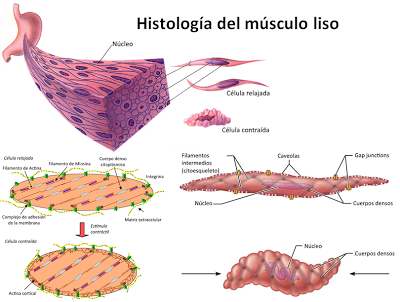 El sistema muscular I El sistema muscular I