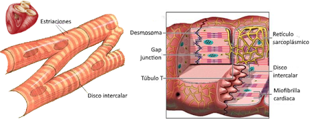 El sistema muscular I
