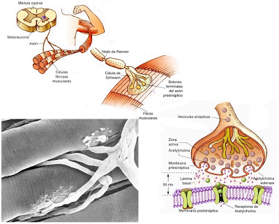 El sistema muscular I