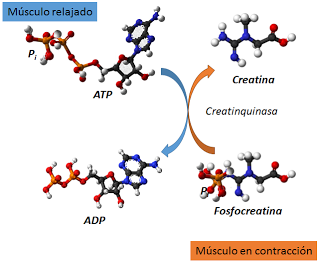 El sistema muscular I