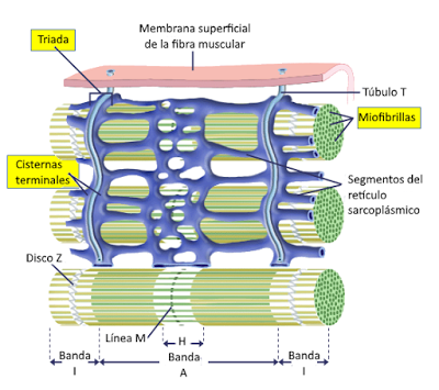 El sistema muscular I