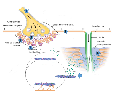 El sistema muscular I