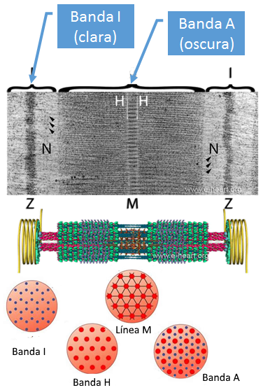 El sistema muscular I