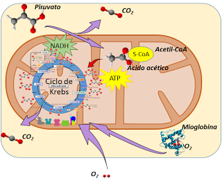 El sistema muscular I