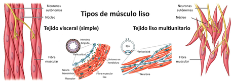 El sistema muscular I El sistema muscular I