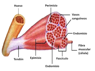 El sistema muscular I