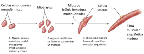 El sistema muscular I