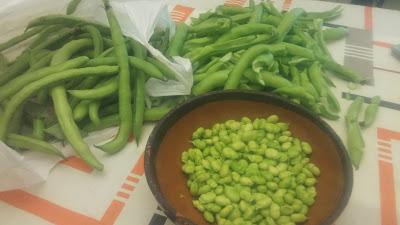 EPOCA DE RECOGIDA DE HABAS DE VERDEO