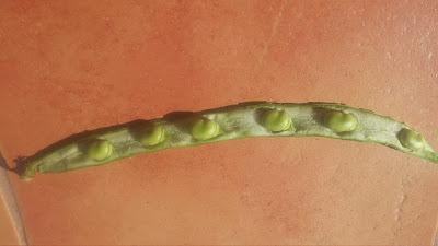 EPOCA DE RECOGIDA DE HABAS DE VERDEO