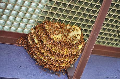 Panales con abejas en balcón - Honeycombs with bees on balcony.