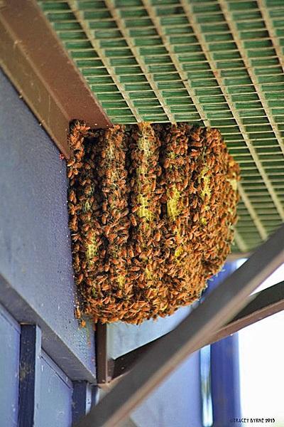 Panales con abejas en balcón - Honeycombs with bees on balcony.