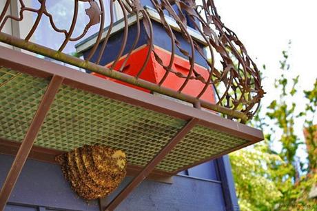 Panales con abejas en balcón - Honeycombs with bees on balcony.