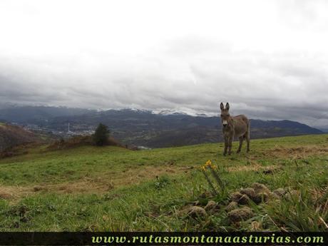 Burro sobre Langreo