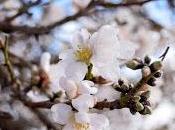 Almendros floreciendo