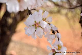 ALMENDROS FLORECIENDO