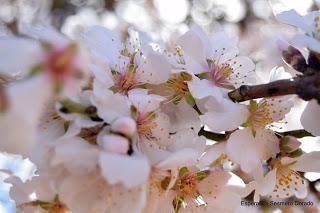 ALMENDROS FLORECIENDO