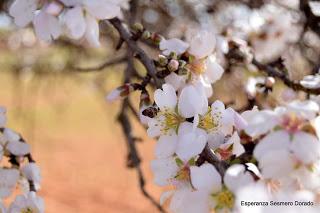 ALMENDROS FLORECIENDO