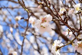 ALMENDROS FLORECIENDO