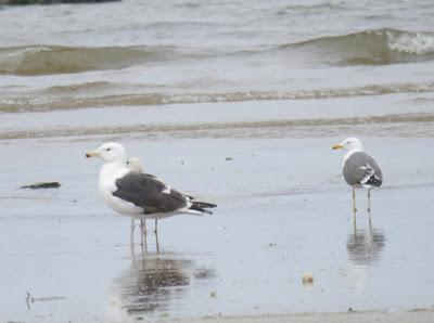 Gaviotas de primavera