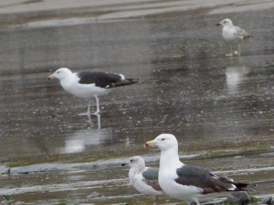 Gaviotas de primavera