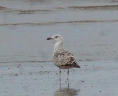 Gaviotas de primavera
