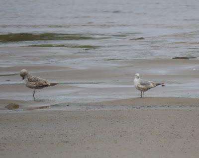 Gaviotas de primavera