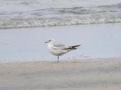 Gaviotas primavera