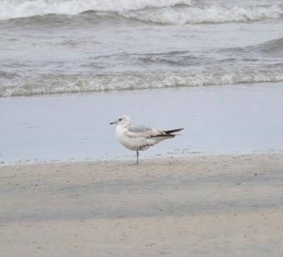 Gaviotas de primavera