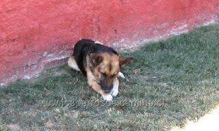 Gitanos abandonan mascota