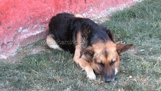 Gitanos abandonan mascota