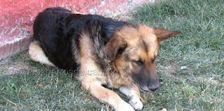 Gitanos abandonan mascota