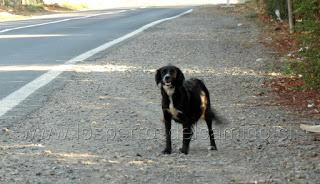 Perrita preñada en el abandono