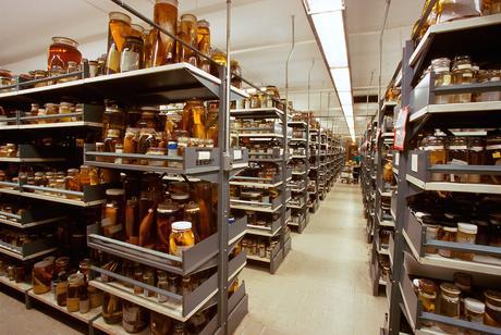 The Department of Vertebrate Zoology's wet collections of fish specimens preserved in alcohol, located at the Smithsonian Institution's National Museum of Natural History.