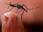 Huaura infestada…
