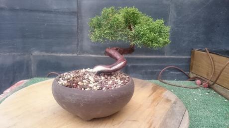 Junipero semi cascada